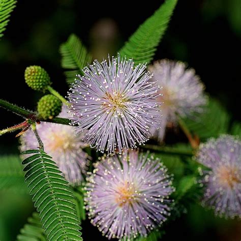 Buy Sensitive Plant Mimosa Pudica 40 Seeds Online Seeds