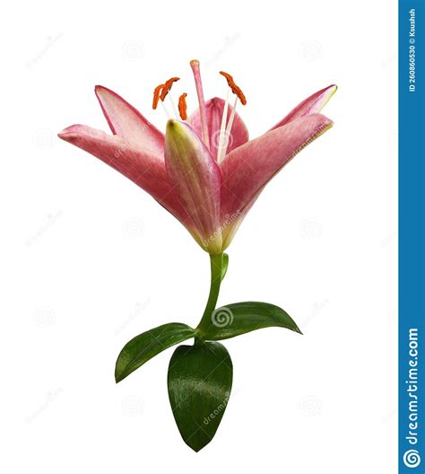 Pink Lily Flower And Green Leaves Isolated Stock Photo Image Of
