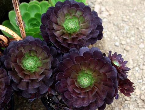 Purple Succulents Plants Plants Bb