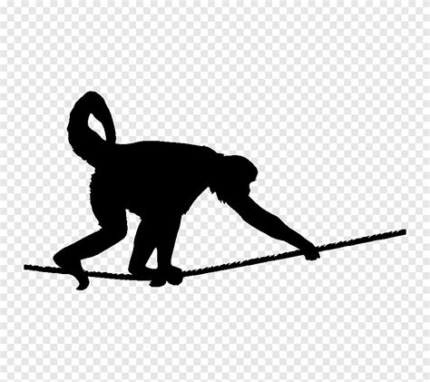 White Bellied Spider Monkey Graphy Monkey Angle Mammal Png Pngegg