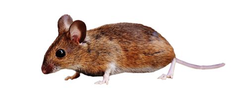 Brown Mouse Standing Png Image Png Images Animals Png