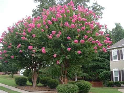 Watch Whats Wrong With My Crepe Myrtle 4 Common Problems Southern