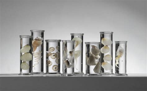 Beautiful Marine Life Specimens Suspended In Glass By