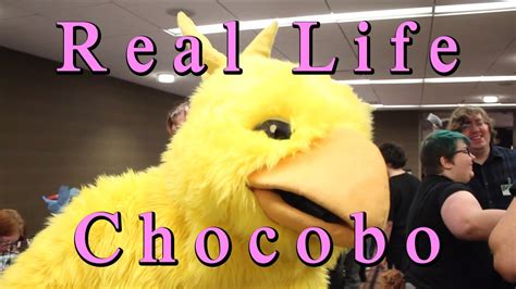 Real Life Chocobo Youtube
