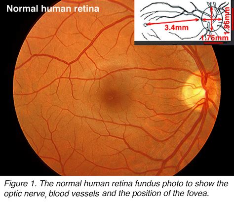 The Architecture Of The Human Fovea Webvision
