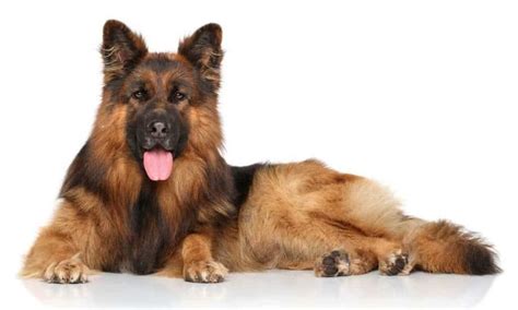 King Shepherd What Is A King Shepherd German Shepherd Country