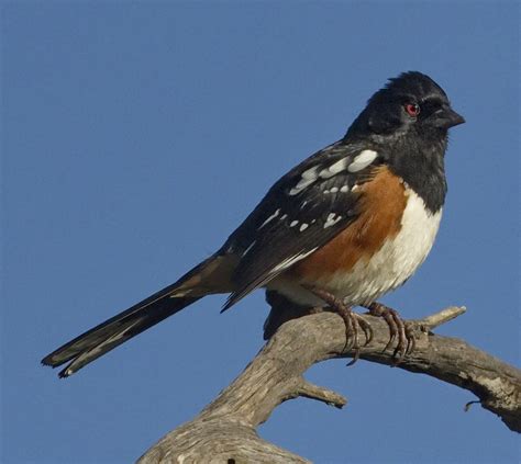 Spotted Towhee San Diego Bird Spot