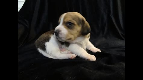 Cute Baby Pocket Beagles Tiny Beagle Puppies Learning To
