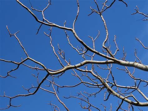 Free Images Tree Nature Branch Winter Sky Leaf Flower Frost