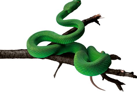 Snake Green Anaconda Green Snake Png Image Png Download