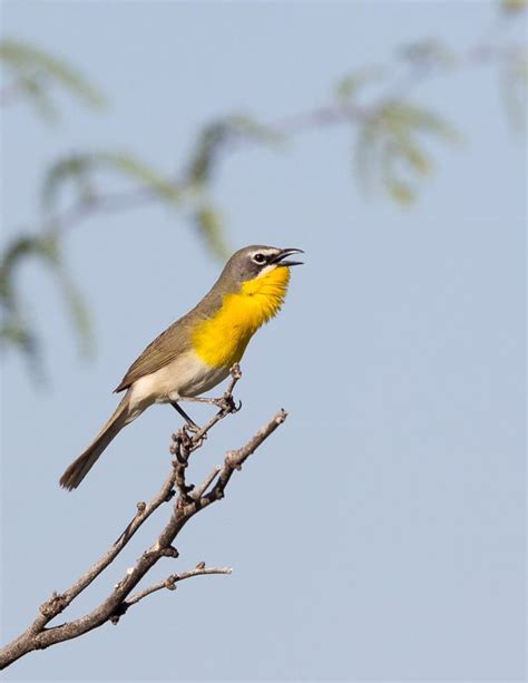 Yellow Breasted Chat S Weller Ln Near Bisbee Cochese County Az