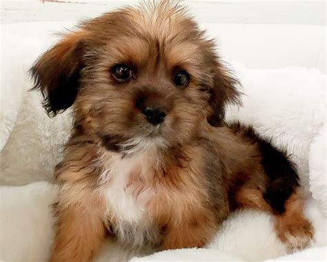 Shorkie Puppies For Sale Orange County Ca 284712