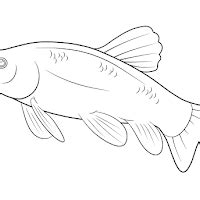 Berikut ini adalah beberapa mewarnai gambar ikan paus. 22 Gambar Mewarnai Ikan Lele