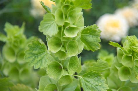 Bells Of Ireland Plant Care And Growing Guide