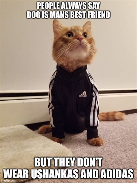 Slav Cat Imgflip