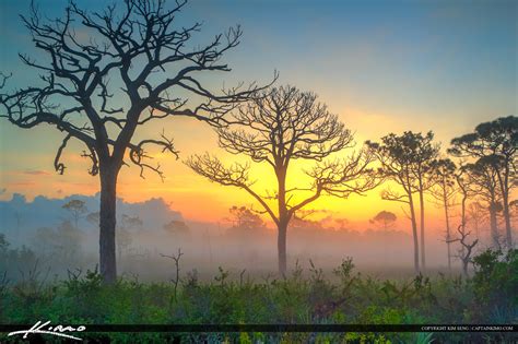 Colorful Foggy Morning Pine Forest Hdr Photography By Captain Kimo