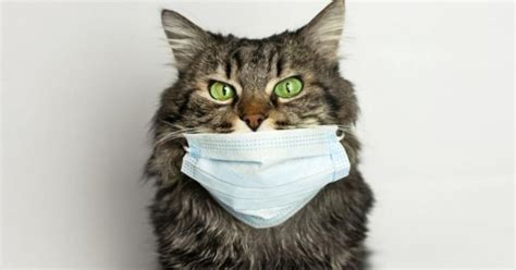 That's why good hand hygiene remains important. Les chats peuvent se transmettre le COVID-19, selon une ...