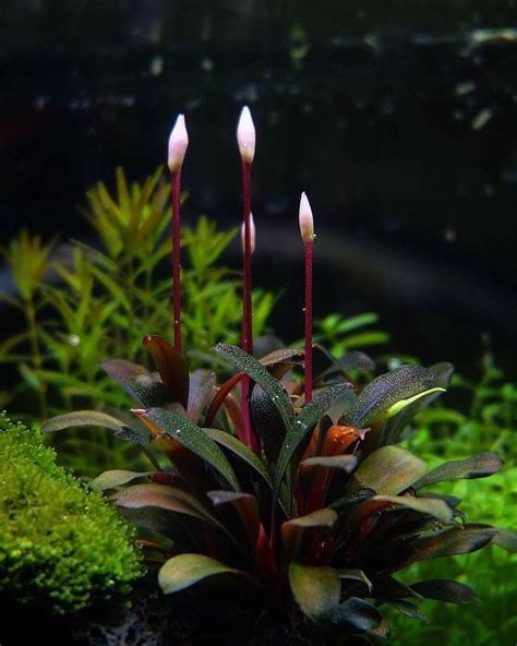 Love This Bucephalandra Flowers Planted Aquarium Freshwater Plants