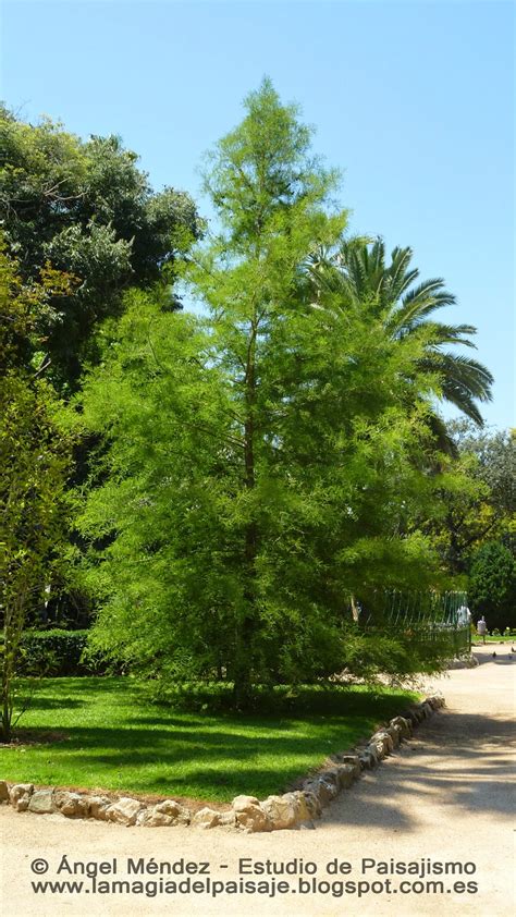 Árbol Ciprés De Los Pantanos
