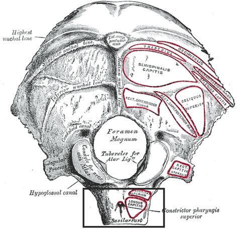 Basilar Part Of Occipital Bone Wikidoc