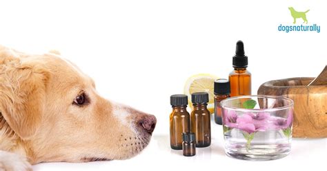 Is Peppermint Oil Safe To Diffuse Around Dogs