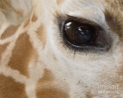Giraffe Eye Photograph By Heather Coen