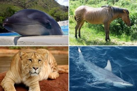 11 Amazingly Cool Hybrid Animals Neatorama