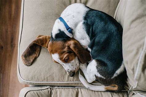 Basset Hound Puppy Sleeping On Sofa By Stocksy Contributor Jeff