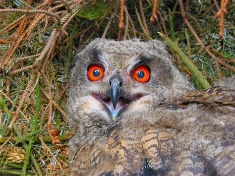 Eurasian Eagle Owl Pyrenees Biodiversity · Naturalista Mexico
