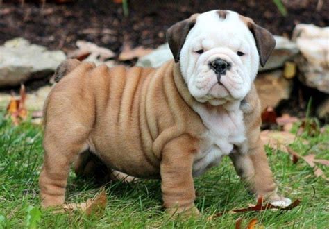 English Bulldog Puppies For Sale Keystone Puppies