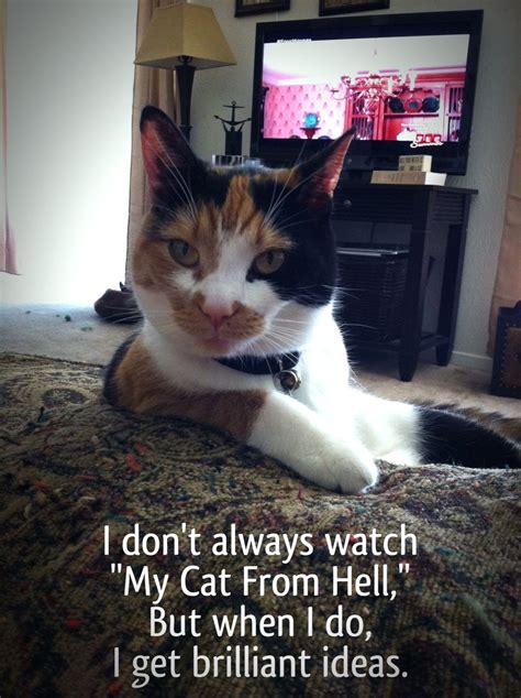 My Cat From Hell Meme Cute Pinterest Meme Cat And Animal