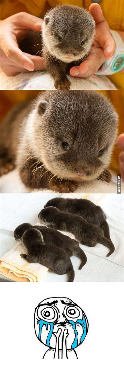 Awesome Baby Otters 9gag