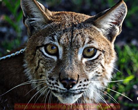 Siberian Lynx Archives Triple D Wildlife