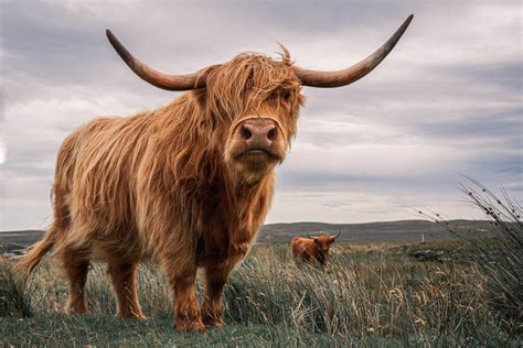 Miniature Scottish Highland Cattle