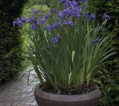 Growing Iris In Pots Plant Addicts