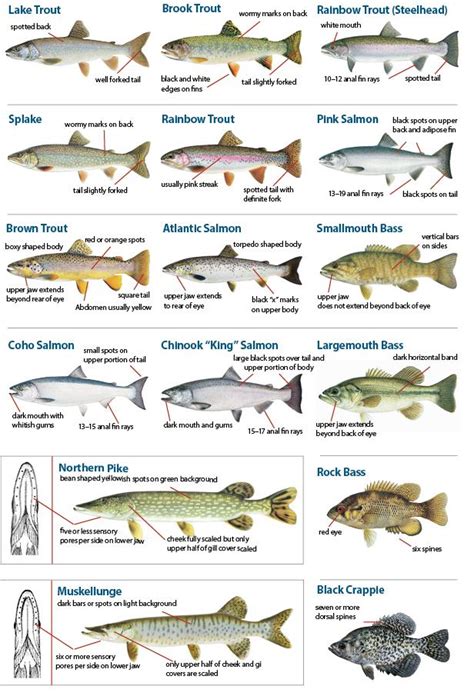 Know Your Fish Michigan Fishing Guide Eregulations Michigan