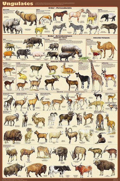 Related Image Animal Posters Animals Zoo Animals