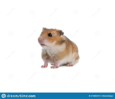 Adorable Syrian Hamster On White Background Small Pet Stock Photo