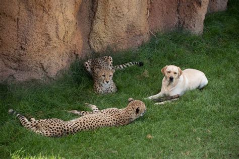 Zoos In Ohio Asiatic Cheetah Columbus Zoo Cheetah Cubs Emotional