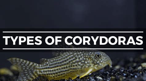 Cory Catfish Corydoras Experts Care And Breeding Guide