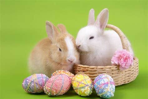 Happy Easter Eggs Collection Cute White Rabbit Bunny And Brown Rabbit