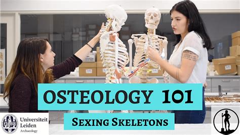 Osteology 101 Part 3 5 Sexing Skeletons
