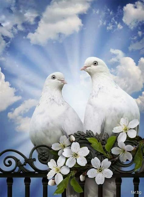 Peace Dove Beautiful Birds White Doves Pretty Birds