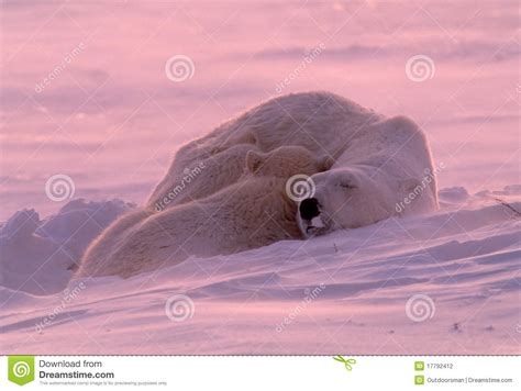 Polar Bear Cub Sleeping With Mother Stock Photo Image Of