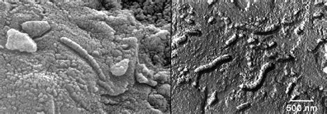 Electron Microscope Images Of Alh84001 Meteorite From Mars These