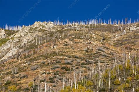 Forest Destroyed By Wild Fires Stock Image C024 5658 Science Photo Library