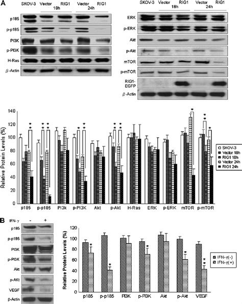 Downregulation Of P185 And Phospho Pi3kaktmtor By Ifn C And Rig1