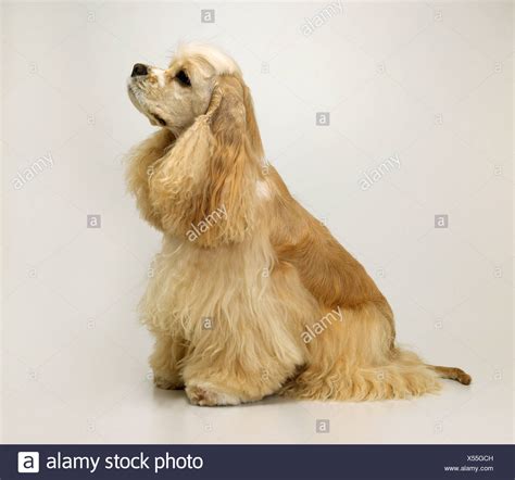 Golden Spaniel High Resolution Stock Photography And Images Alamy