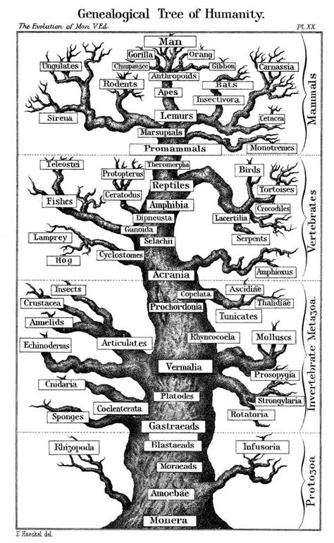 Human Evolution Tree Human Evolution Tree Human Evolution Evolution