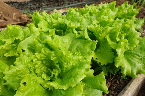 Premium Photo Growing Lettuce In The Backyard Garden Fresh Lettuce